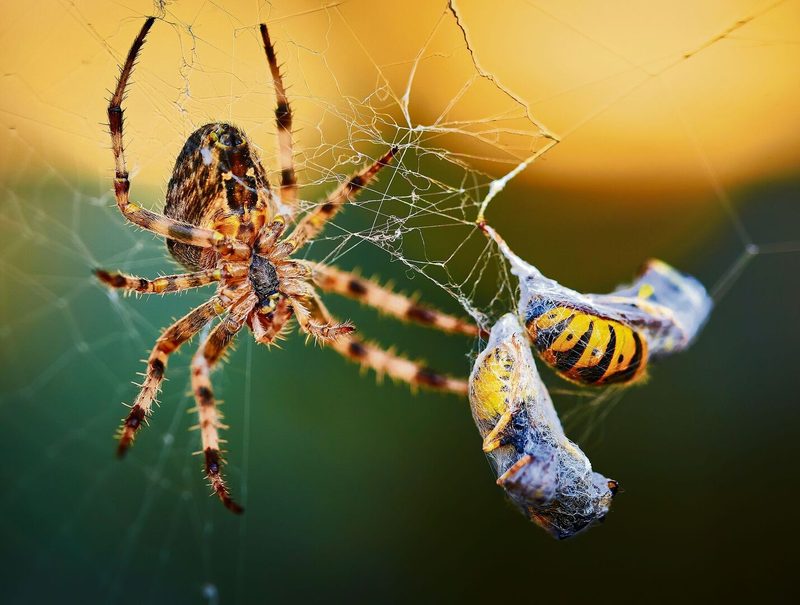 Gleich zwei Wespen konnte diese GartenKreuzspinne dank ihres Netzes erbeuten.