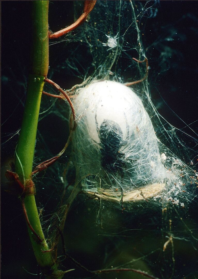 Die Wasserspinne lebt in einem mit Luft gefüllten Netz als einzige Art unter Wasser.