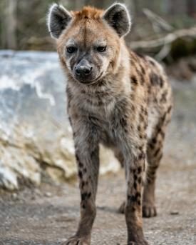 Tüpfelhyäne im Zoo Zürich