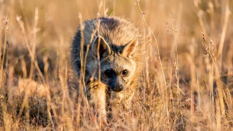 Erdwolf schleicht durchs Gras