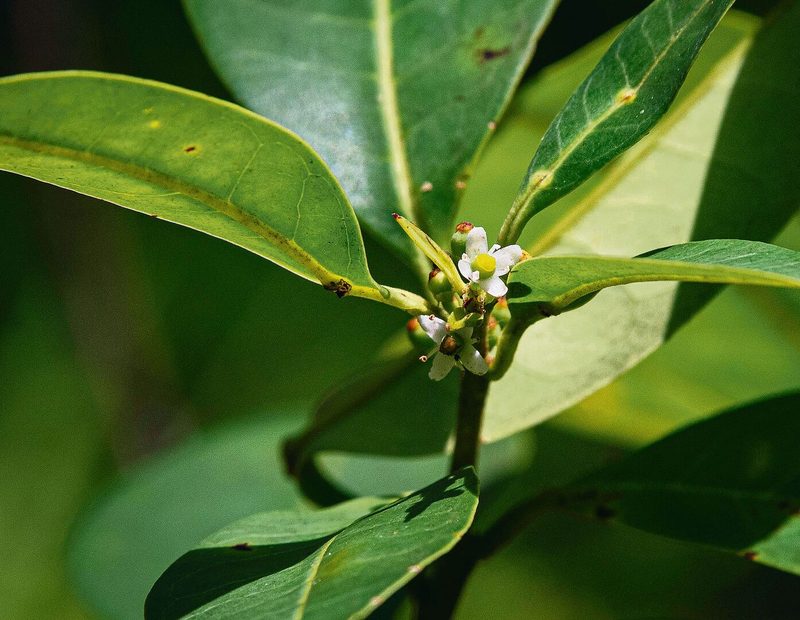 Ilex Sapiiformis
