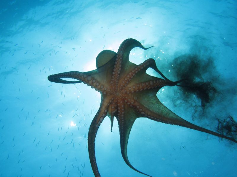 8 interessante Fakten über Kraken