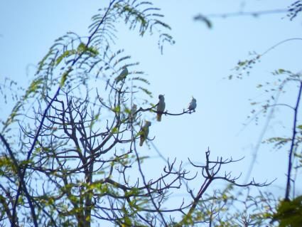 05-gelbwangenkakadu.JPG
