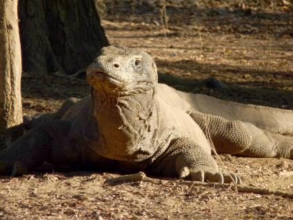 01-komodowaran.JPG
