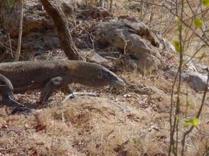 09-komodowaran-rinca.JPG