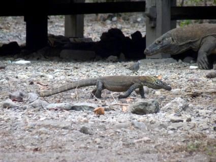 07-junger-komodowaran.JPG