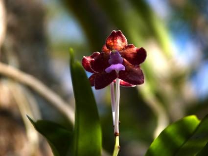 04-vanda-limbata.JPG