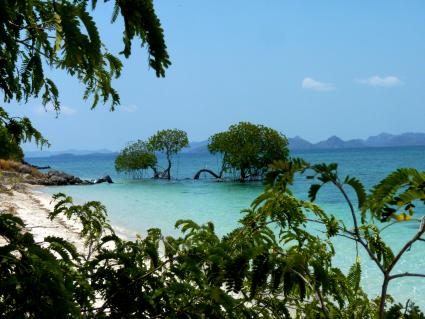 12-mangrove.JPG