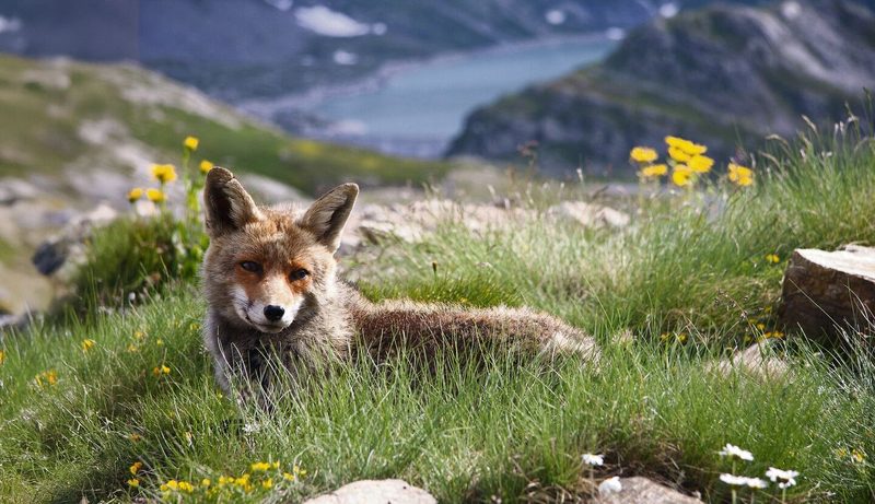 Fuchs