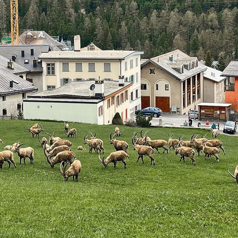 Rechts: Wer Glück hat, erlebt die Steinbock-Herde am Dorfrand.