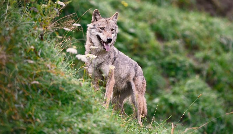Wolf