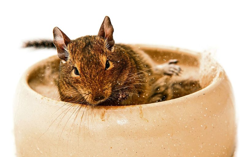 Degus richtig halten: Tipps von Züchterin Alexandra Testa