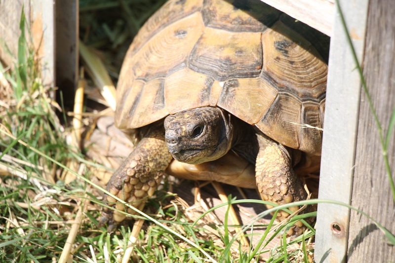 Tiere im Garten