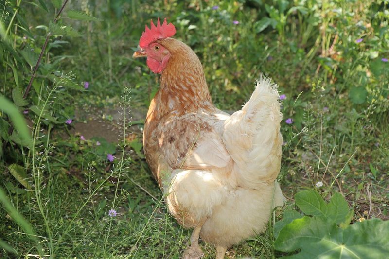 Tiere im Garten