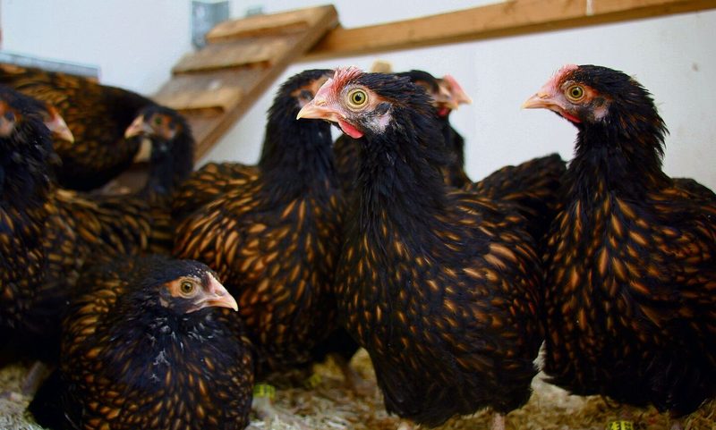Die jungen Hühner der Rasse Zwerg-Orpington sind sehr zutraulich und neugierig.