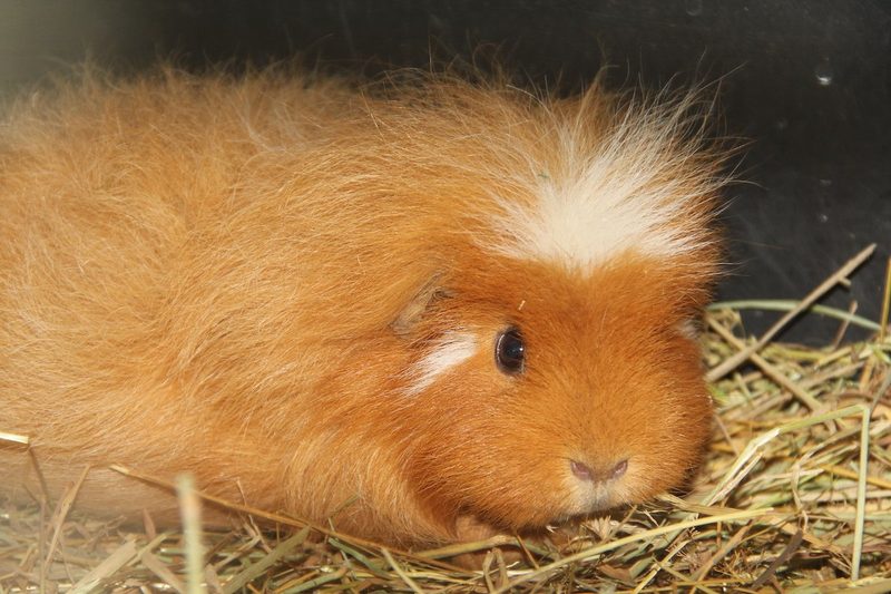 Tiere im Garten