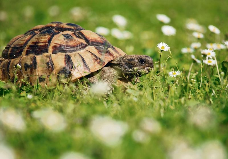 Schildkröte