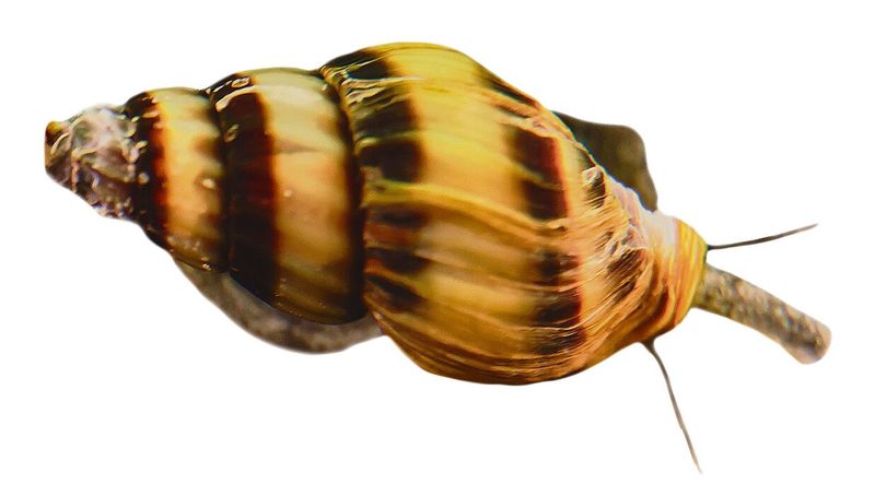 süsswasserschnecke
