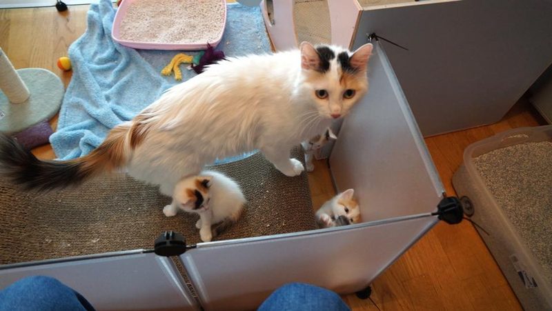 Türkisch-Van-Katze mit Jungtieren