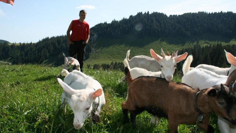 Jung-Ziegenhirte Adrian Mäder
