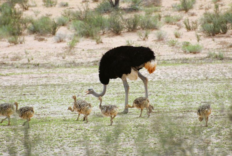 Immer an der Seite ihres Vaters erkunden dieMinistrausseden Kgalagadi Transfrontier Park in Südafrika.