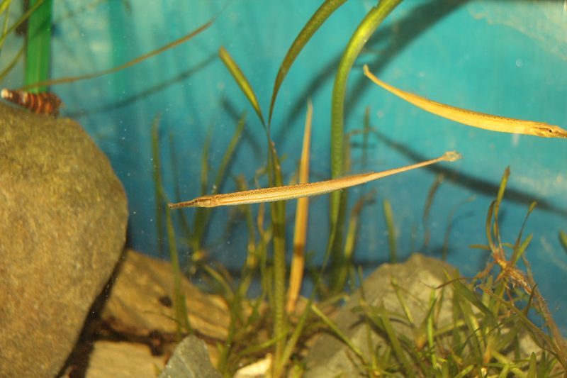 Das besondere Zoofachgeschäft «amaZoonas» in Luzern-Littau