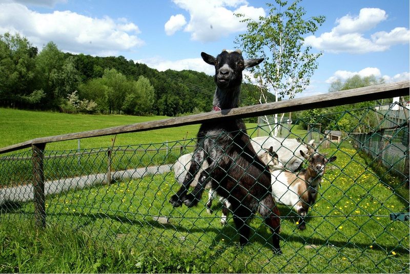 Das besondere Zoofachgeschäft «amaZoonas» in Luzern-Littau