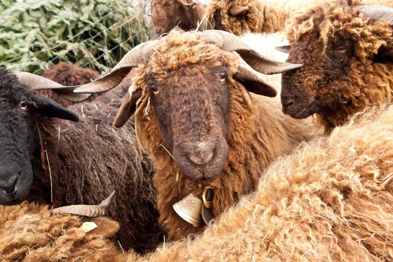 Das Walliser Landschaf: Geländegängig und standorttreu