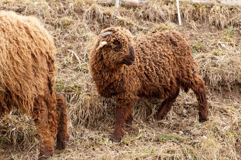 Das Walliser Landschaf: Geländegängig und standorttreu
