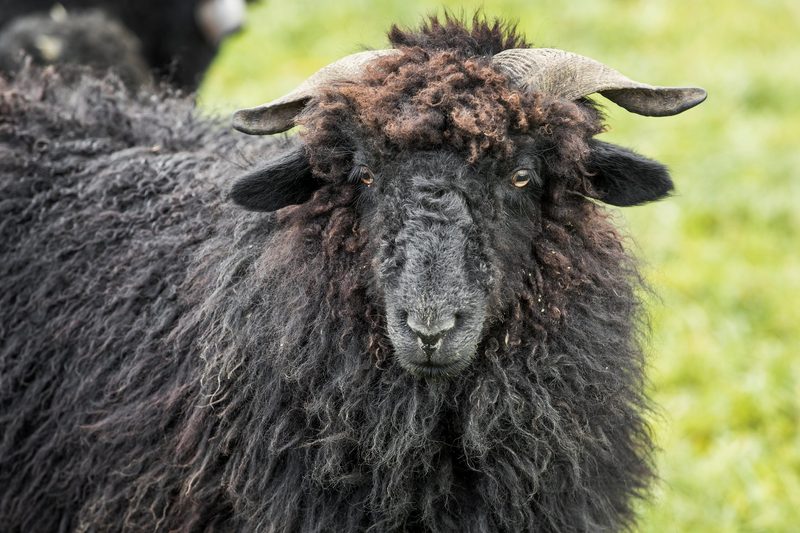 Das Walliser Landschaf: Geländegängig und standorttreu