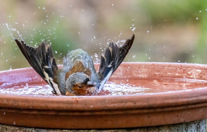 Gartenparadies: Vogeltränke selbst bauen