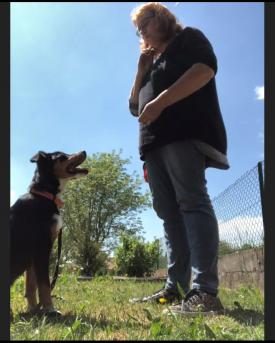 Screenshot Online-Hundetraining