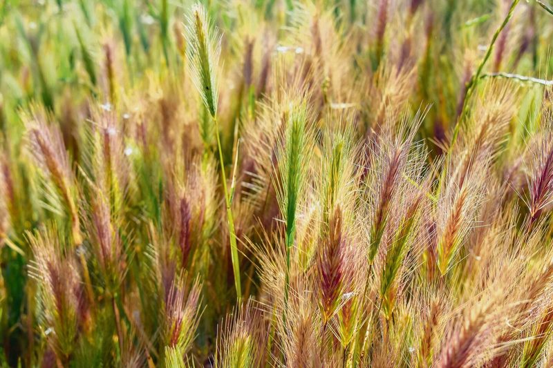Einkorn ist eine der ältesten angebauten Getreidesorten.