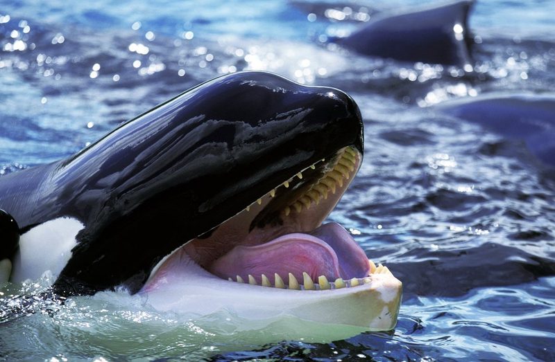Die Rache der Wale