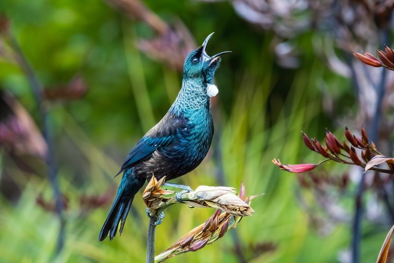Die seltsamsten Vogelstimmen