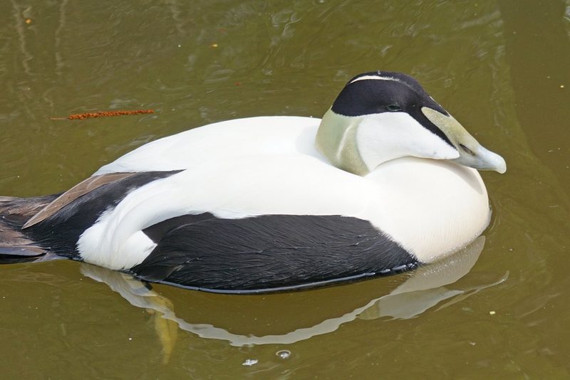 Die seltsamsten Vogelstimmen