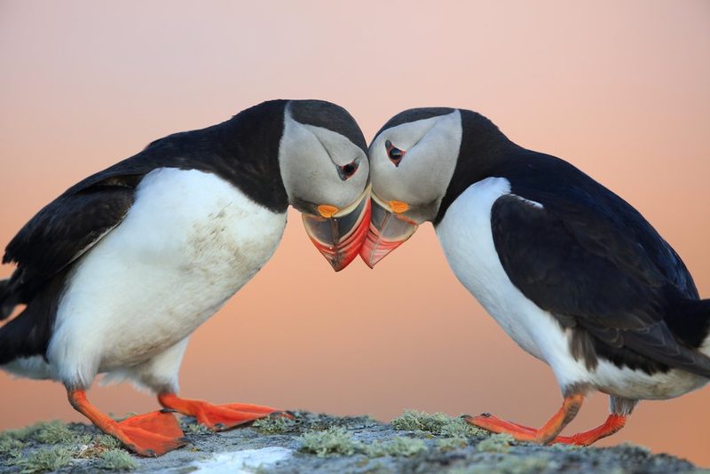 Die seltsamsten Vogelstimmen
