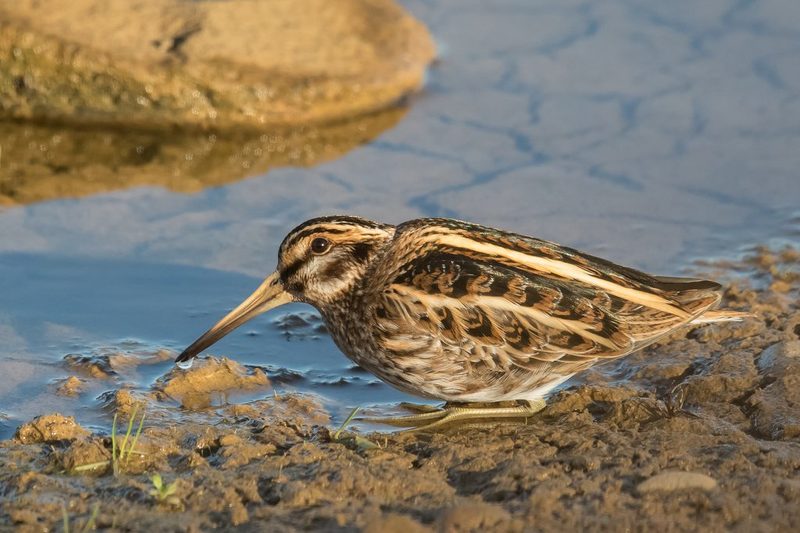 Die seltsamsten Vogelstimmen