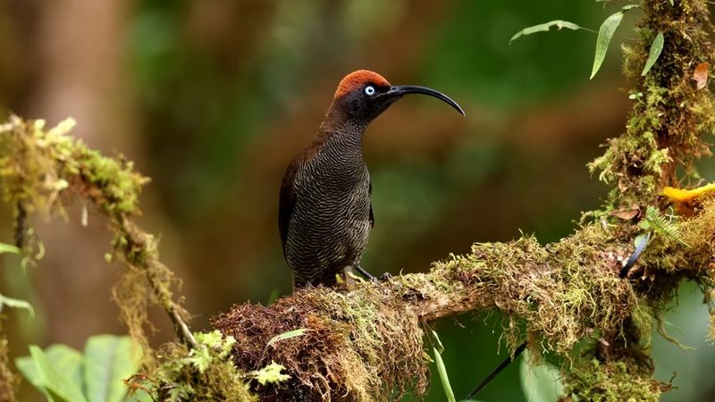 Die seltsamsten Vogelstimmen