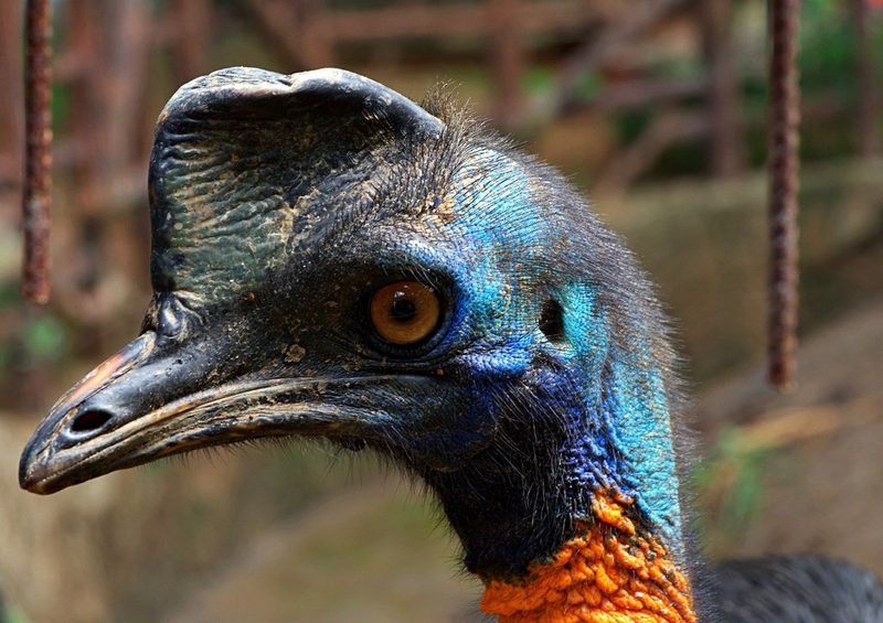 Die seltsamsten Vogelstimmen