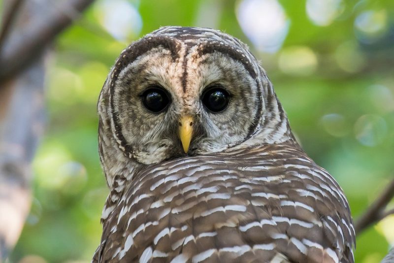 Die seltsamsten Vogelstimmen