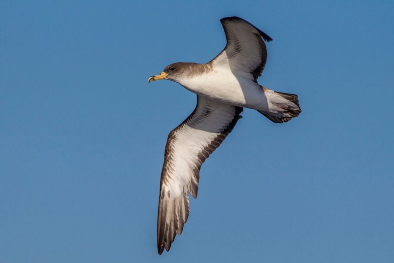 Die seltsamsten Vogelstimmen