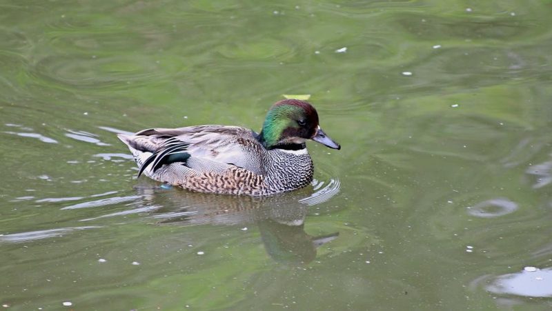 Ente schwimmt im Teich