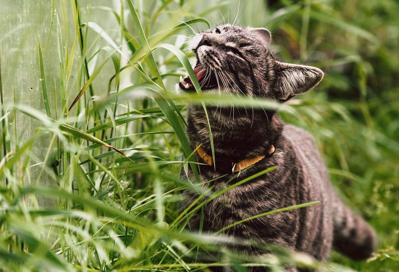 Katzen