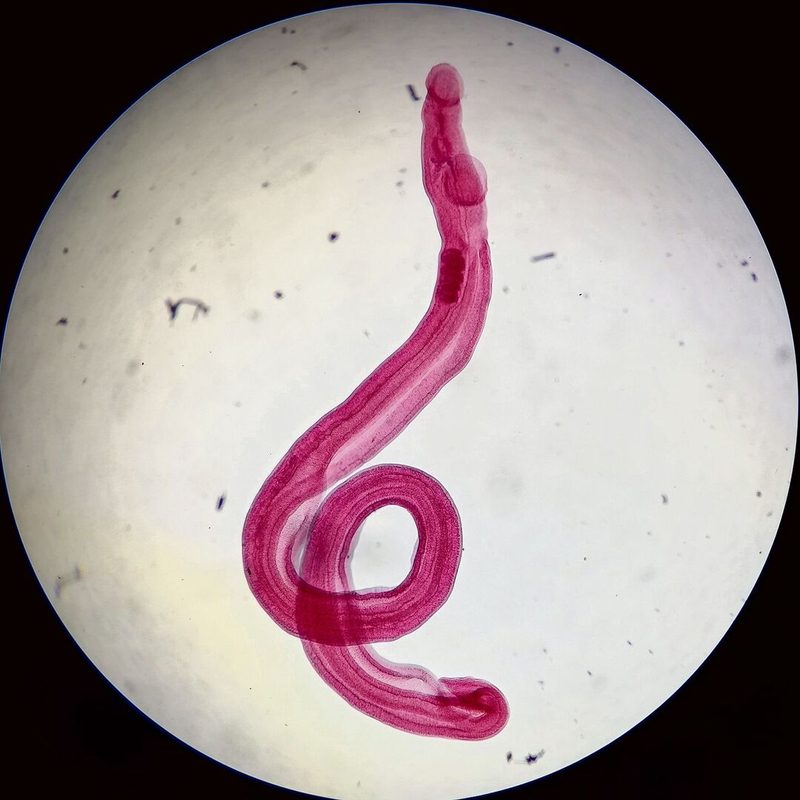 Hartnäckige Affen-Parasiten: Pärchenegel.