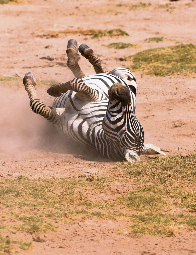 Zebra