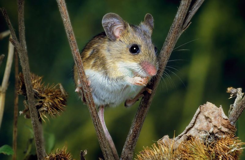 Maus