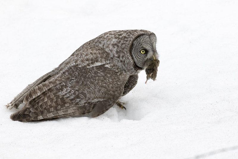 Wie der Bartkauz seine Beute unter dem Schnee aufspürt