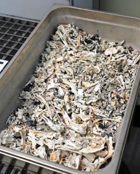 Bild mit Knochenstücken aus dem Tierkrematorium