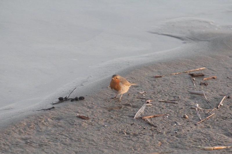 Das Rotkehlchen, der Weihnachtsvogel